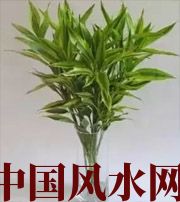 朔州十二生肖养什么植物最旺财运？你知道吗！